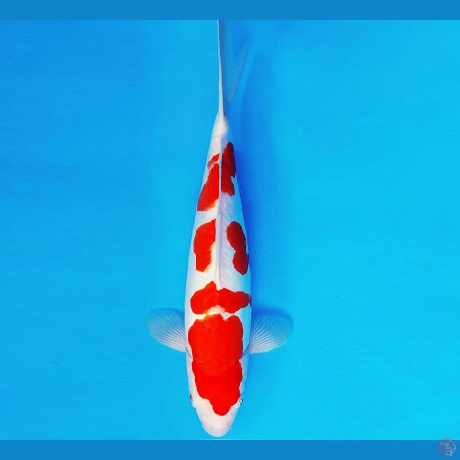 KIRARA 12 ~ KOHAKU DOITSU 38 cm/fm ™