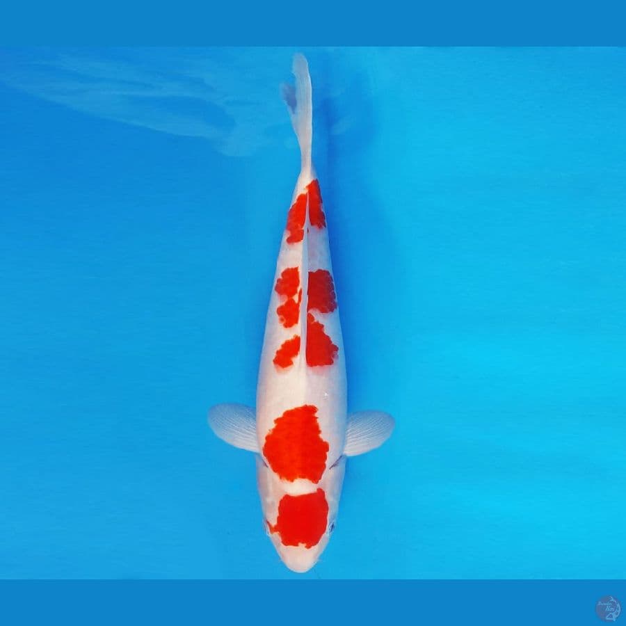 KIRARA 16 ~ KOHAKU 37 cm/male ™