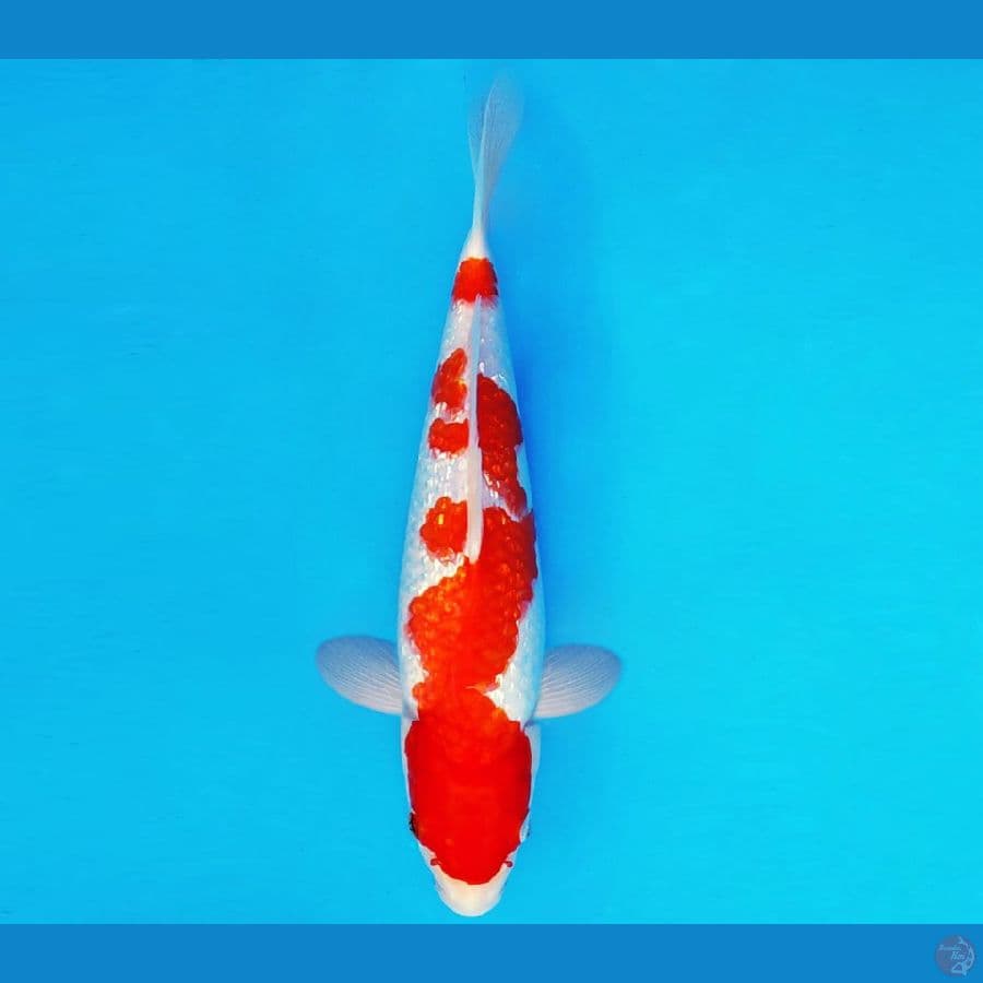 ASAHI 2 ~ KOHAKU GIN RIN 30 cm/male ™
