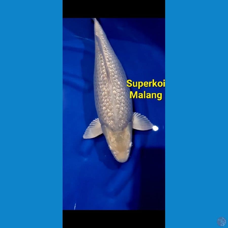 Soragoi Super Jumbo 56 cm