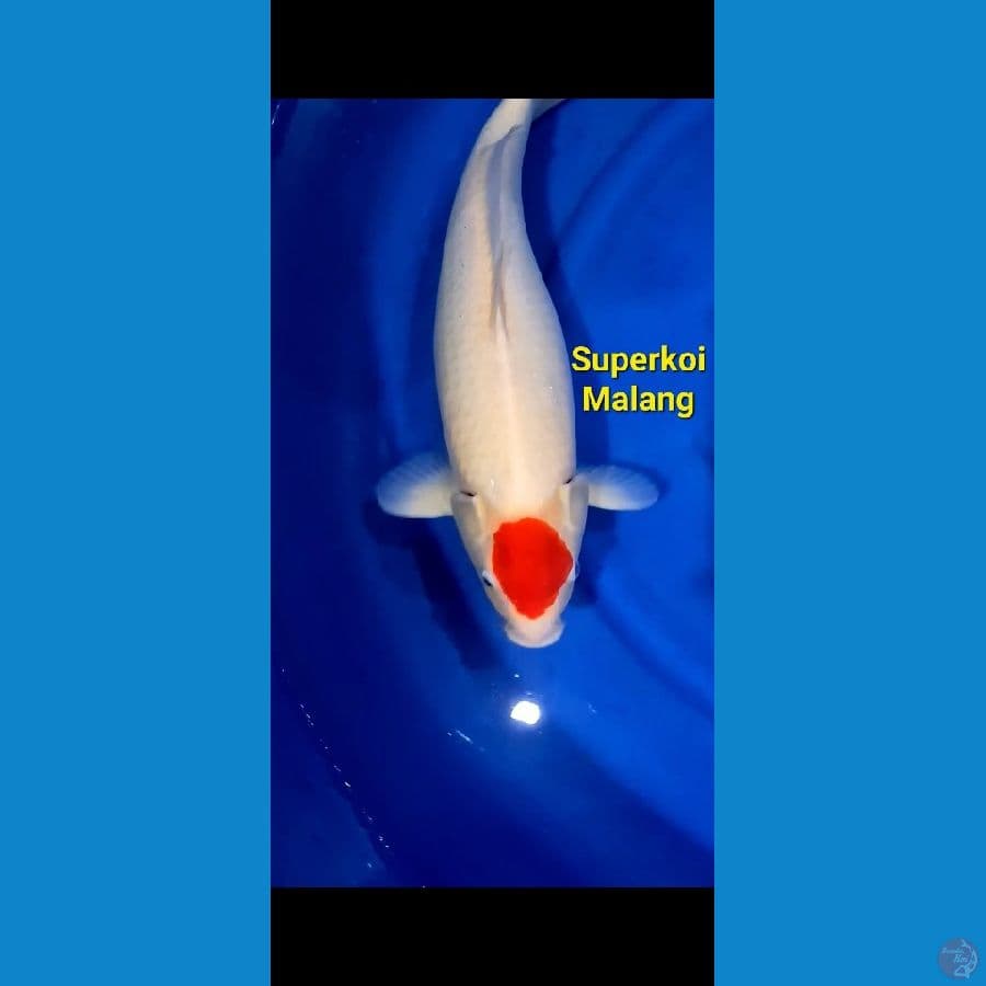 Thanco Kohaku 53 cm
