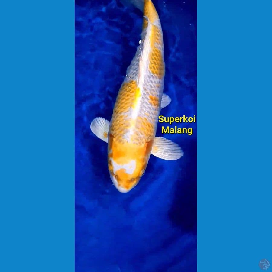 Hariwake Super Jumbo 57 cm