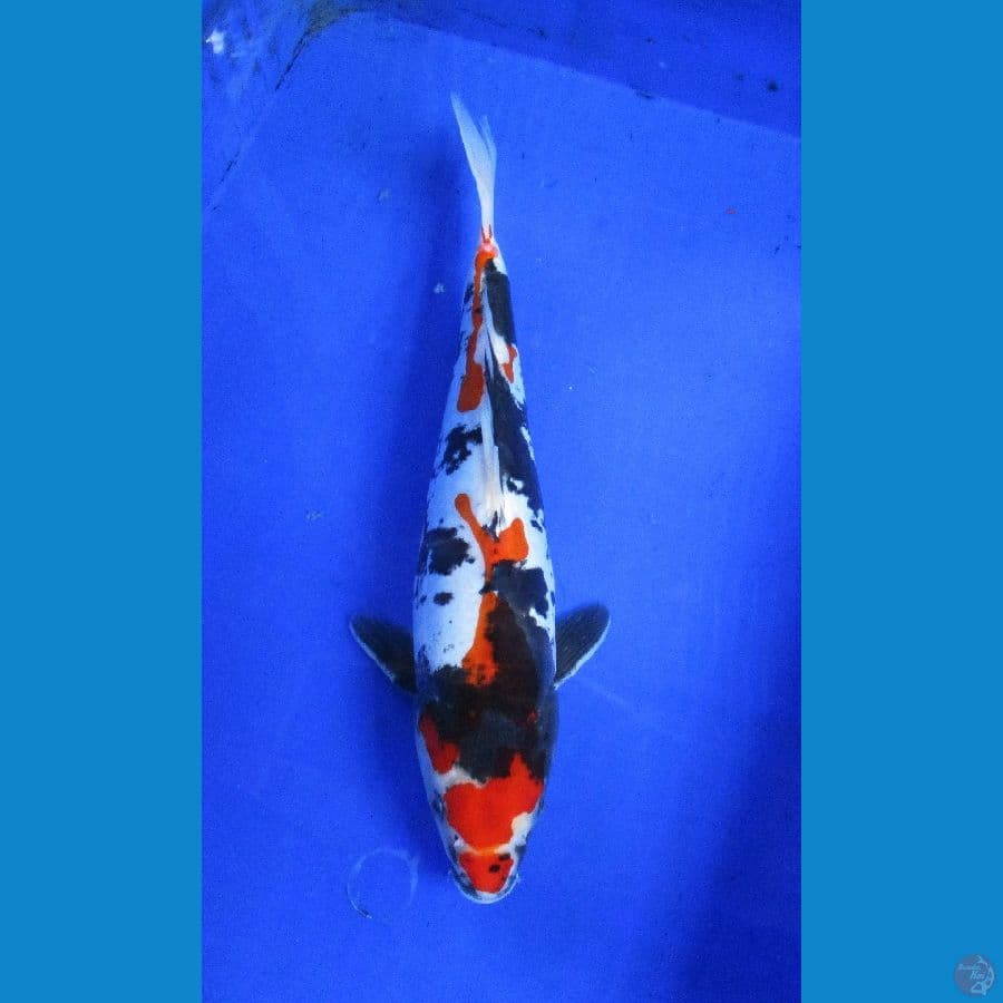 showa doitsu ±35cm