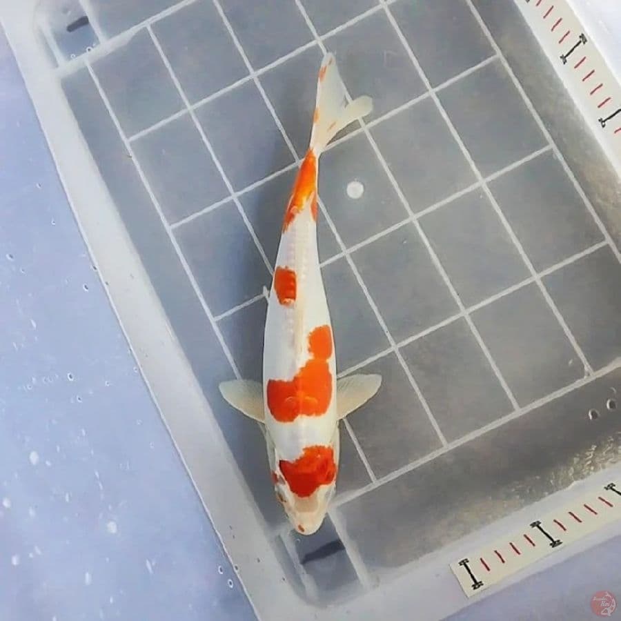 Kikokuryu Male 32