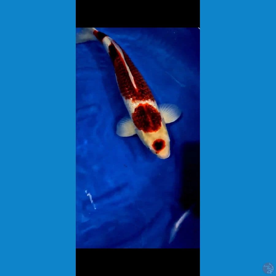 Maruten Goromo 57 cm