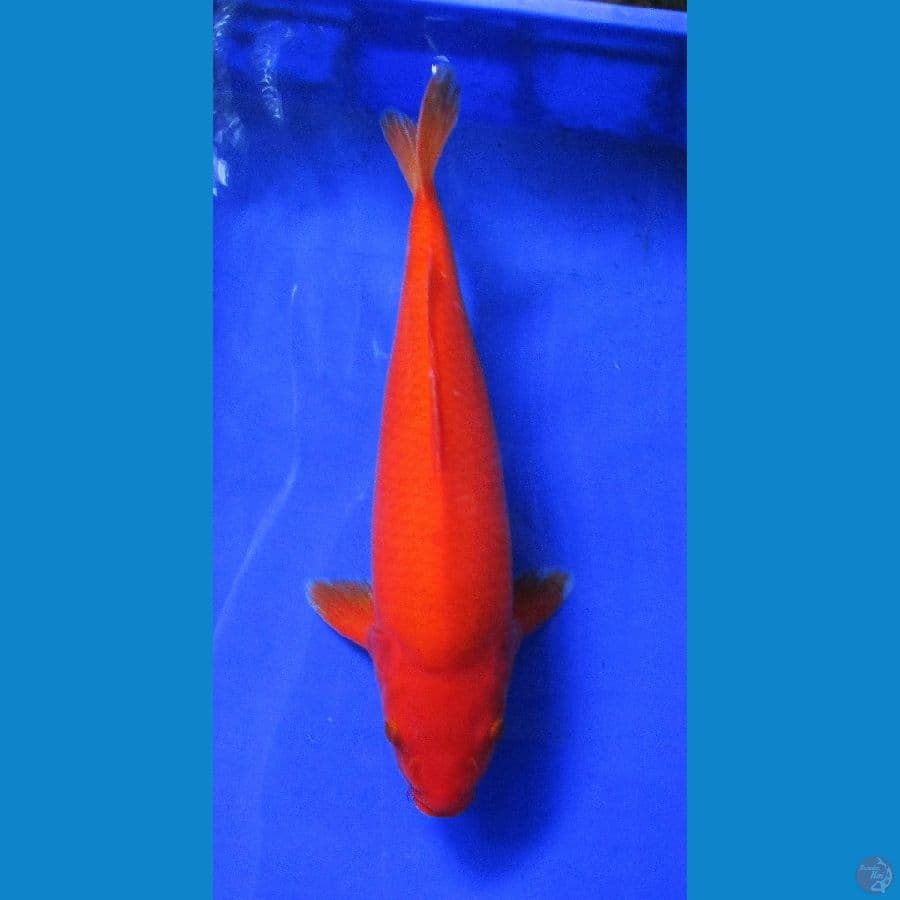benigoi super bulky ±42cm jantan