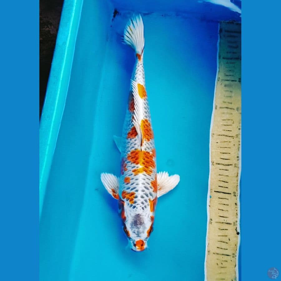 40cm sakura kujaku