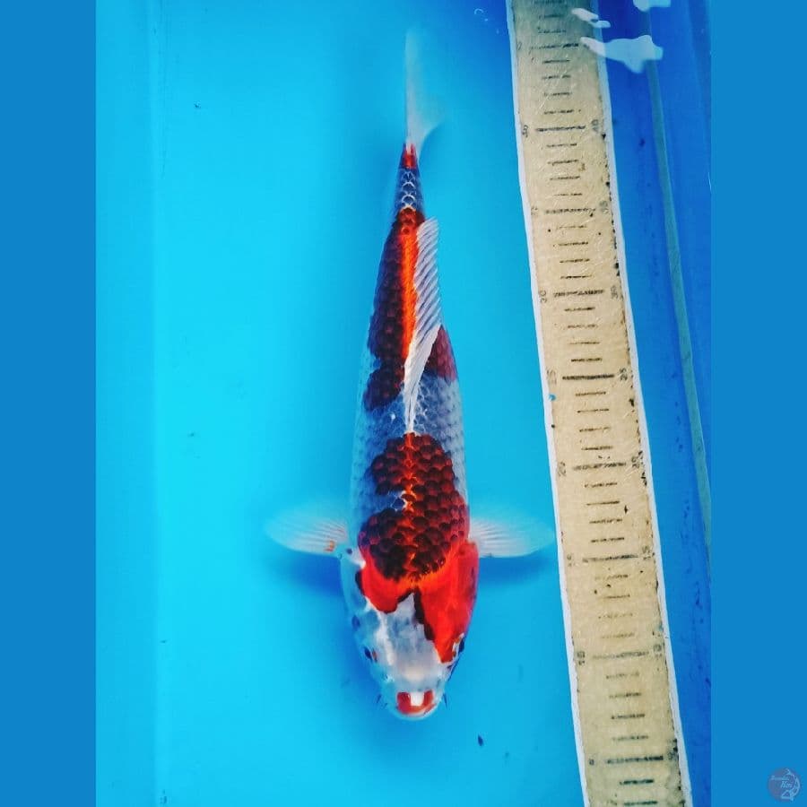 35cm benigingga koleksi