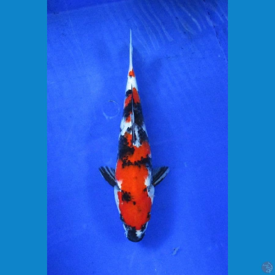 showa ±30cm