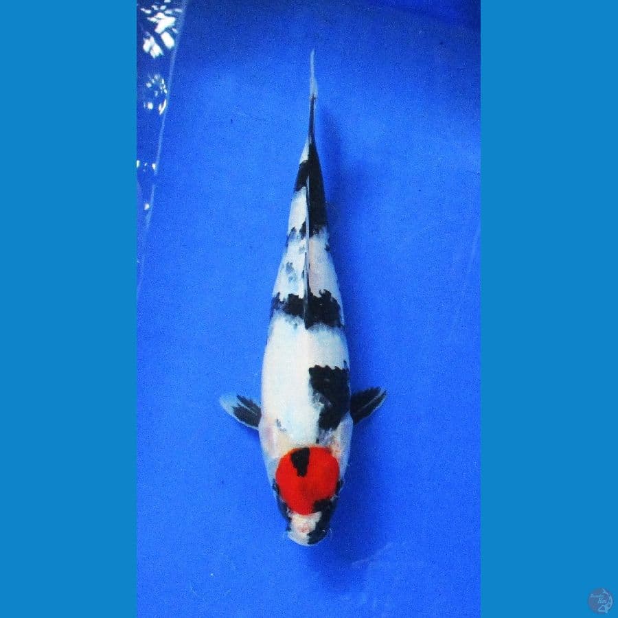 tancho ±33cm