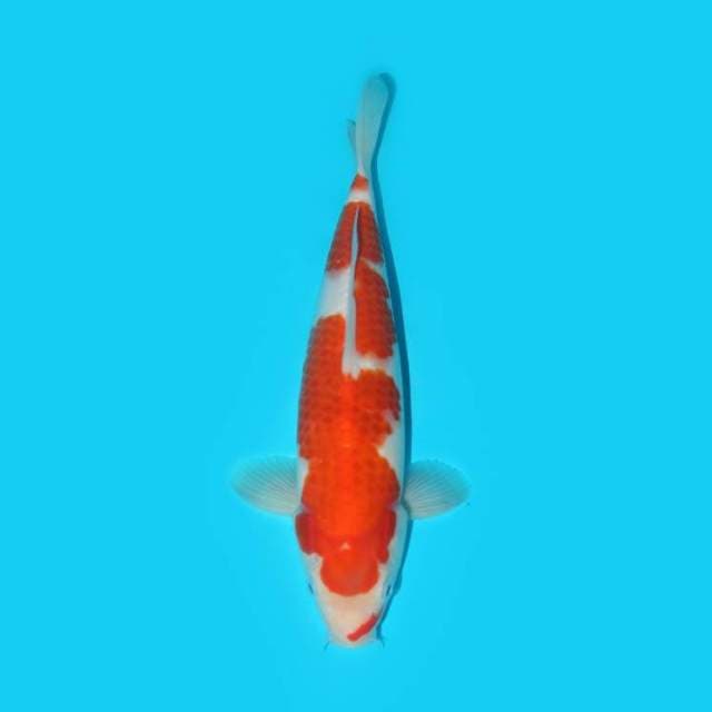KOHAKU 28 CM