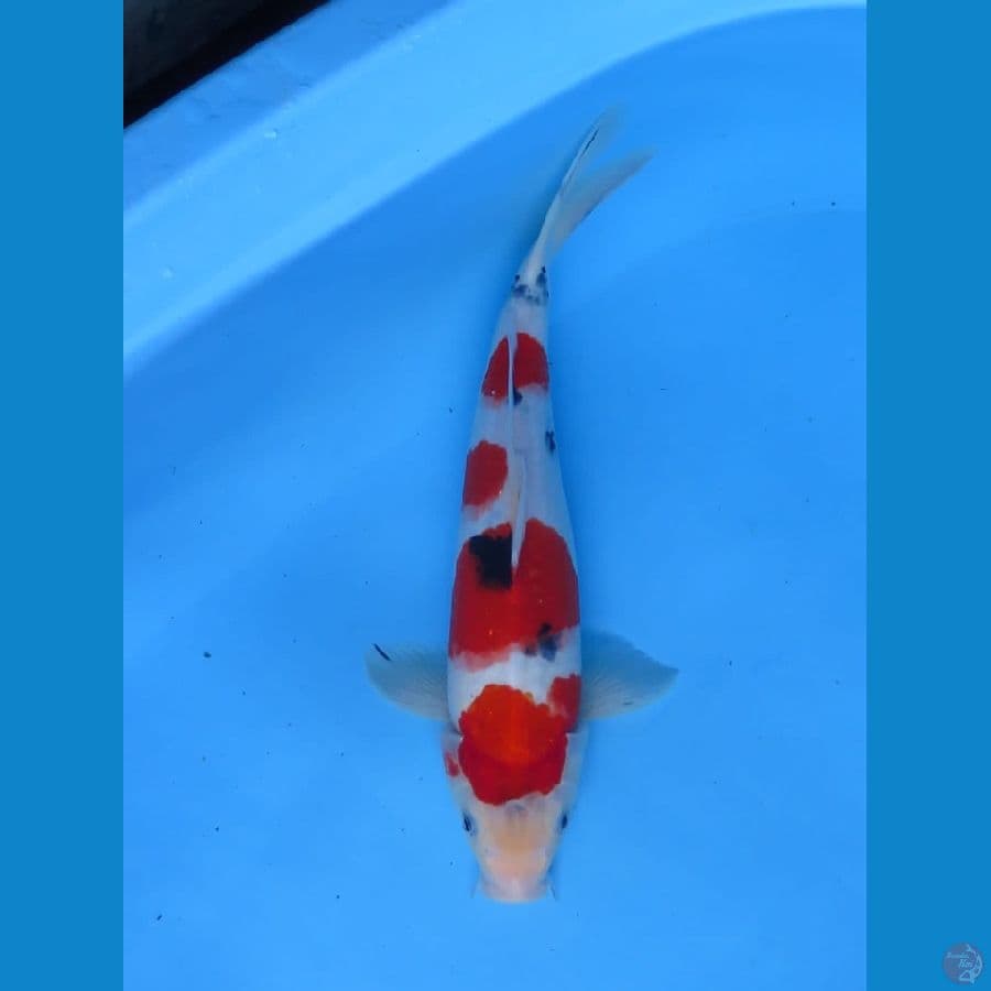 37cm - male Sanke F1
