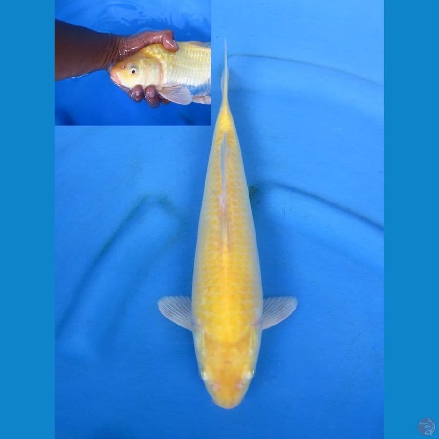 33cm - Bulky Male - Red Eye