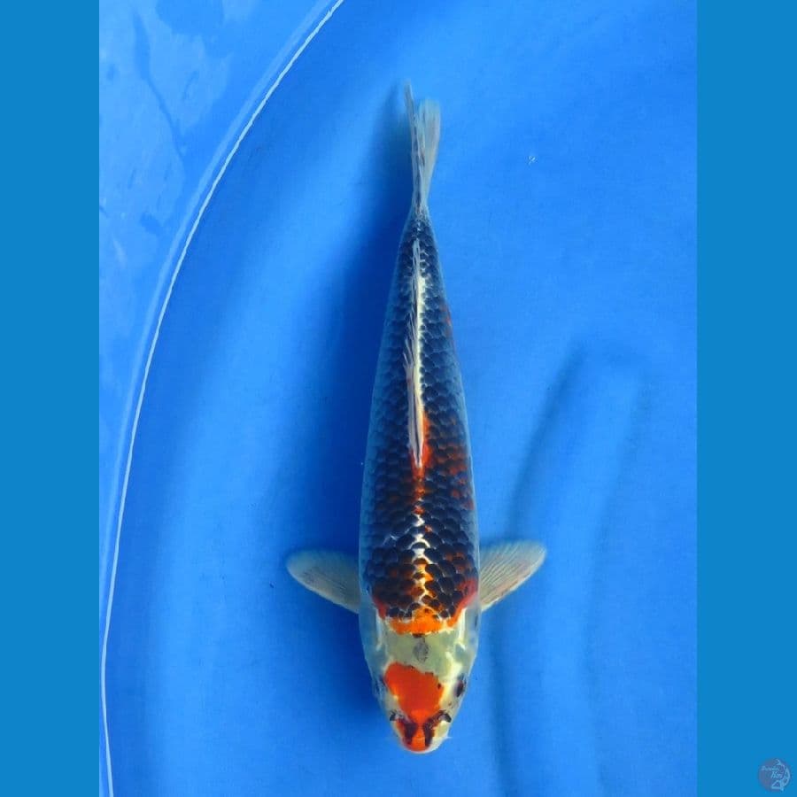 31cm - Kawarimono A