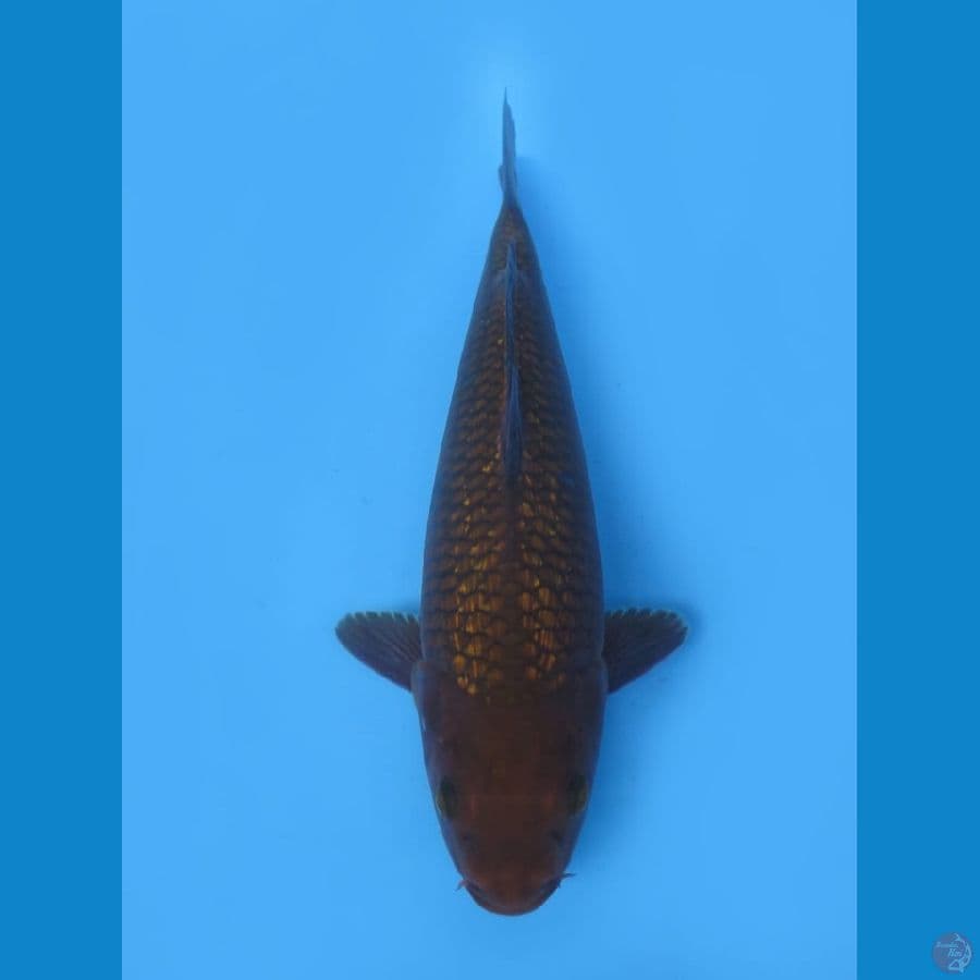 31cm - F1 Tembaga Ginrin Male