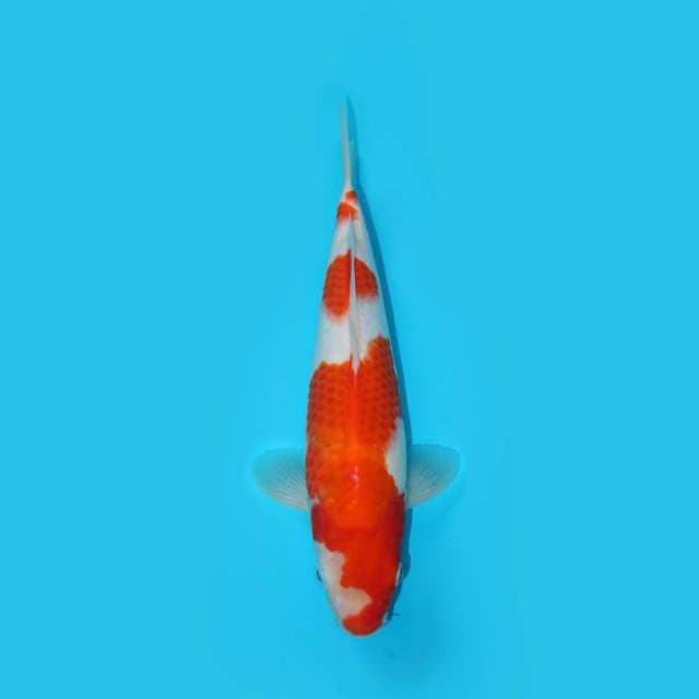 KOHAKU 29 CM