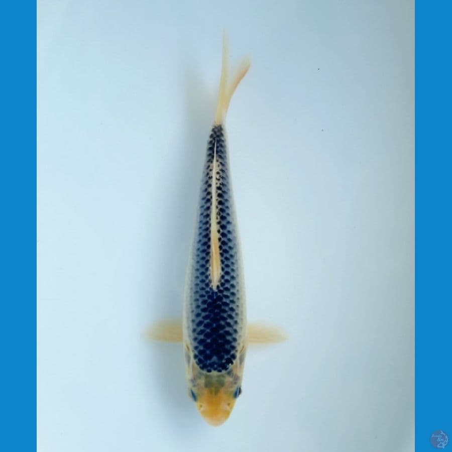 Asagi 18cm