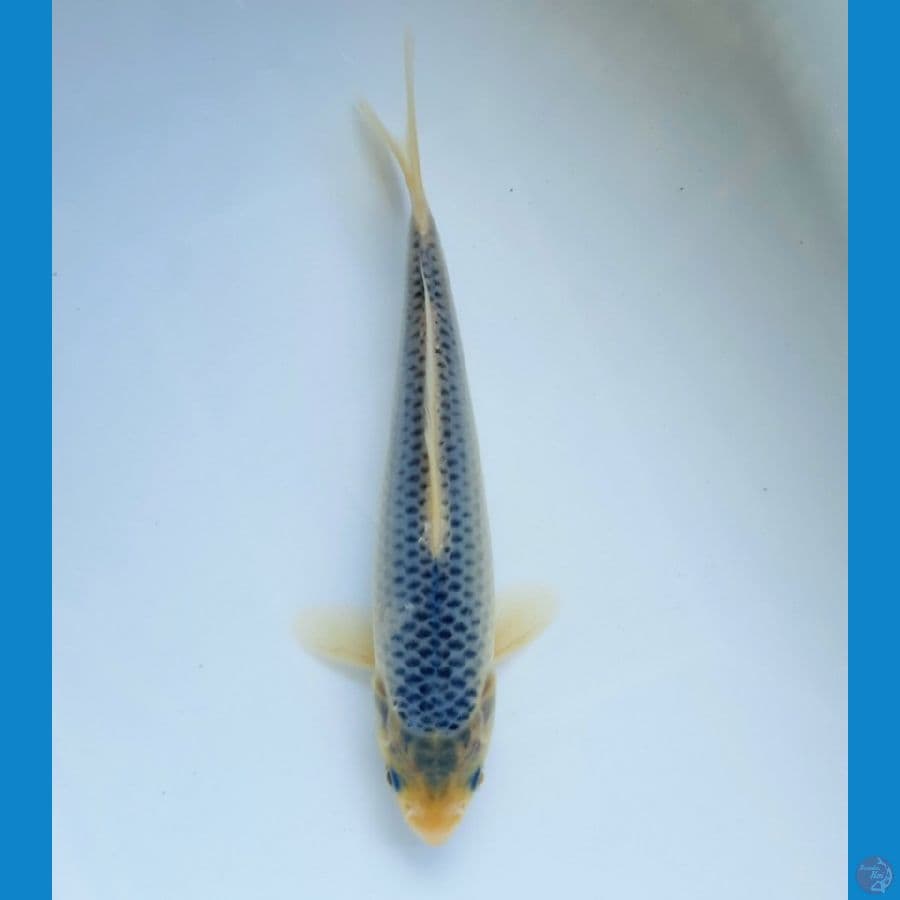 Asagi 19cm