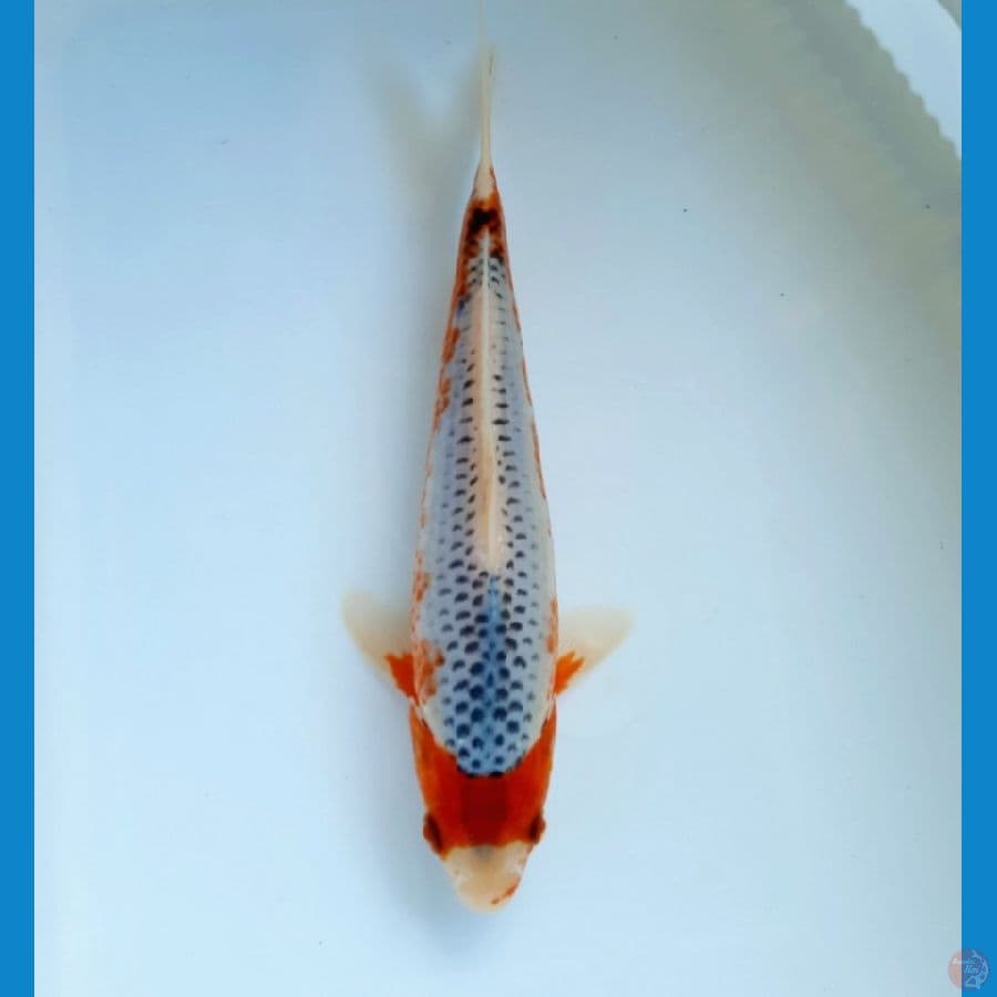 Asagi 22cm