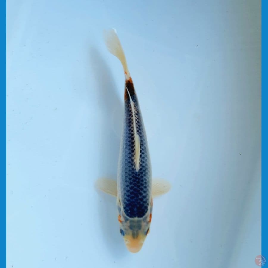 Asagi 19cm