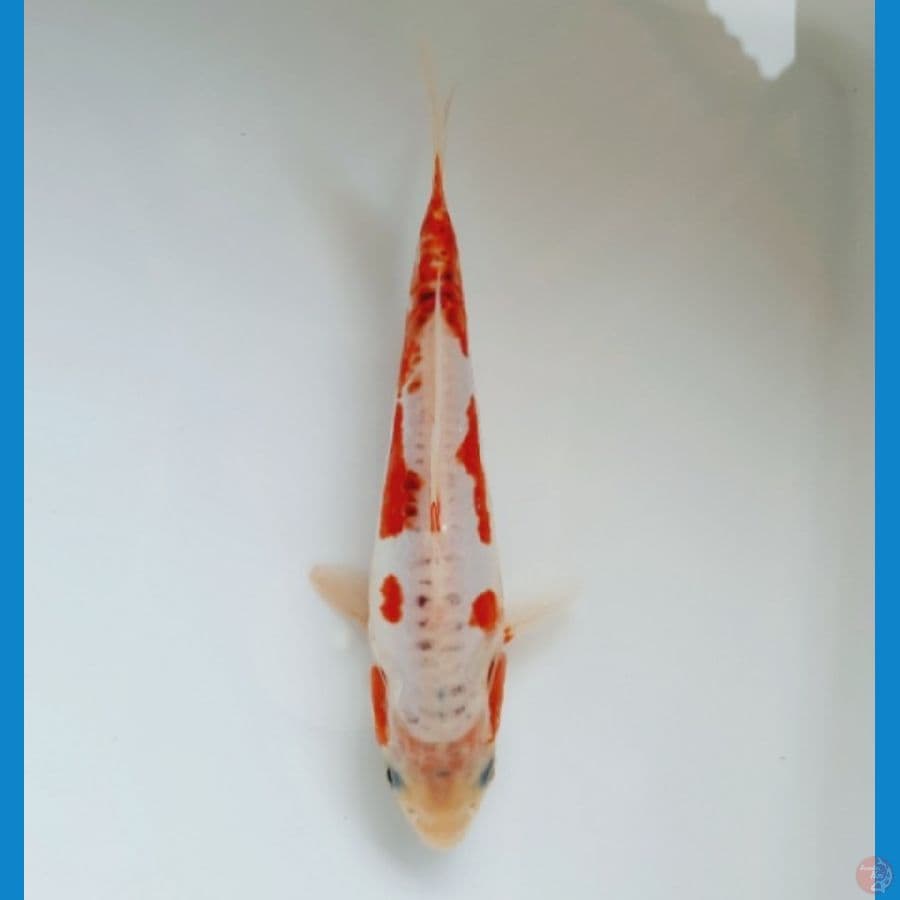 Hana shusui 18cm