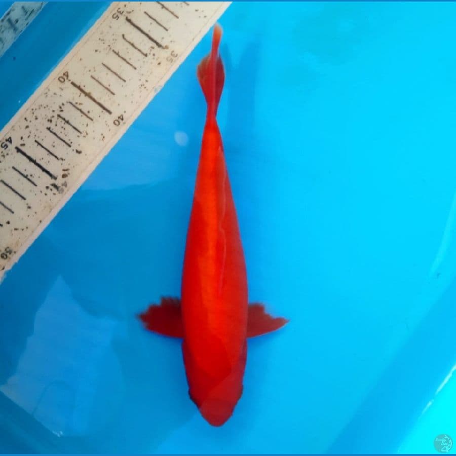 Benigoi 21cm