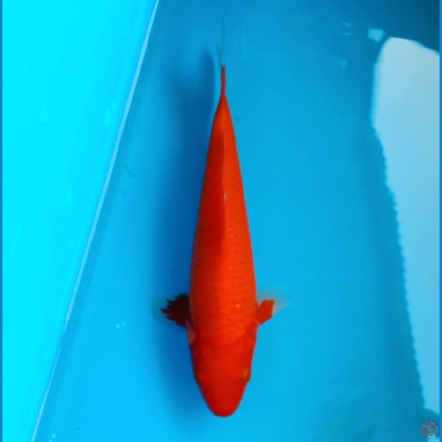 Aka hajiro 20cm