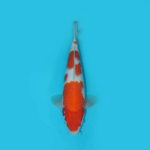 KOHAKU 27 CM