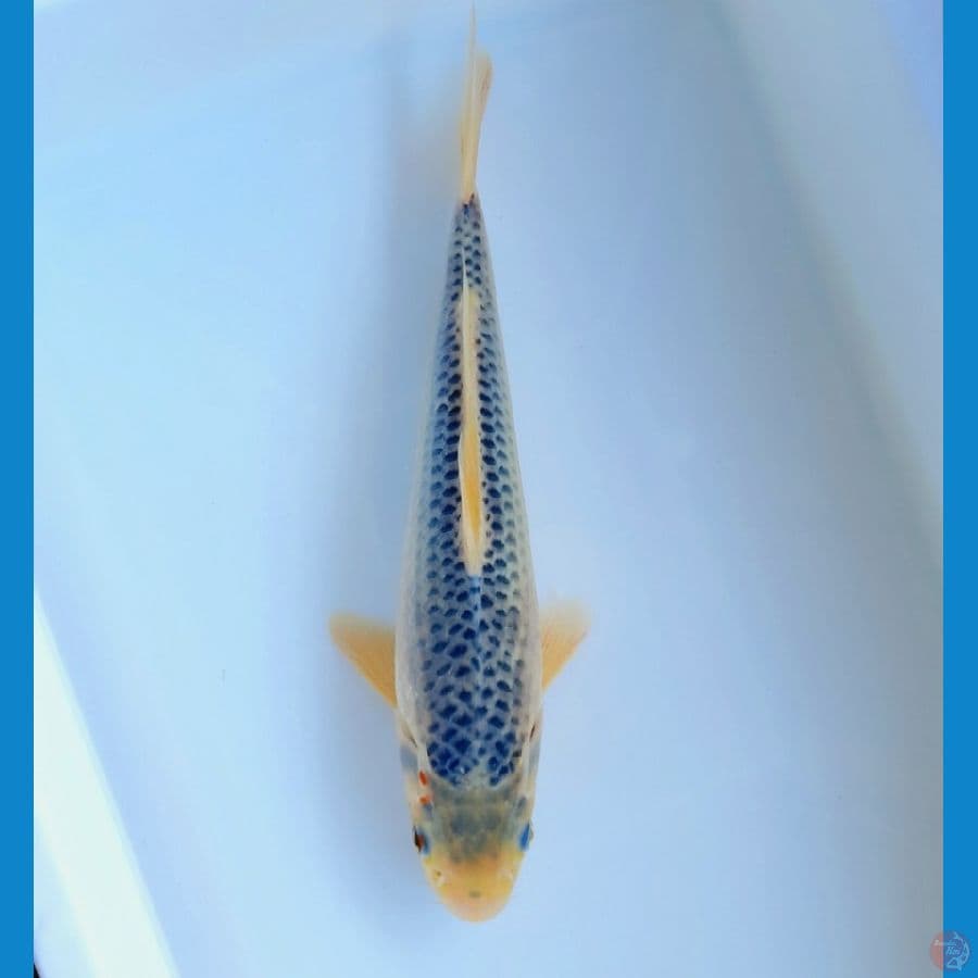 Asagi 26cm