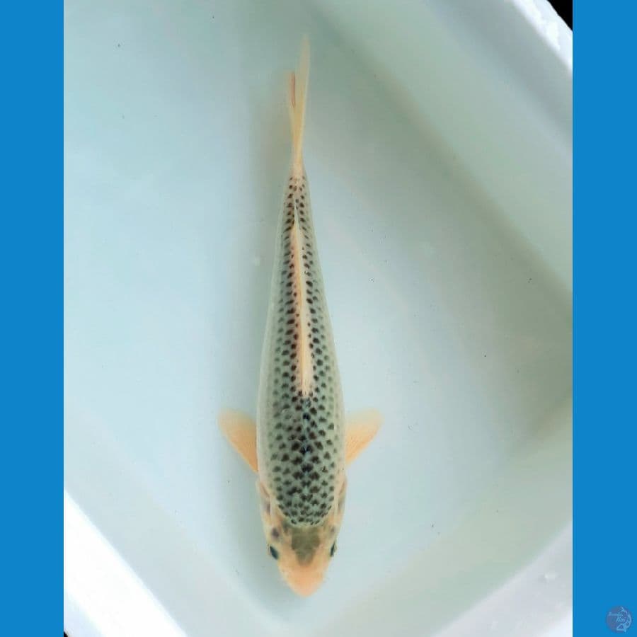 Asagi 28cm