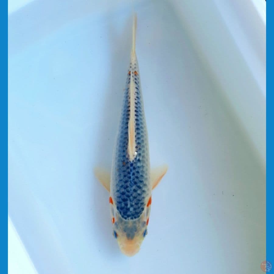 Asagi 27cm