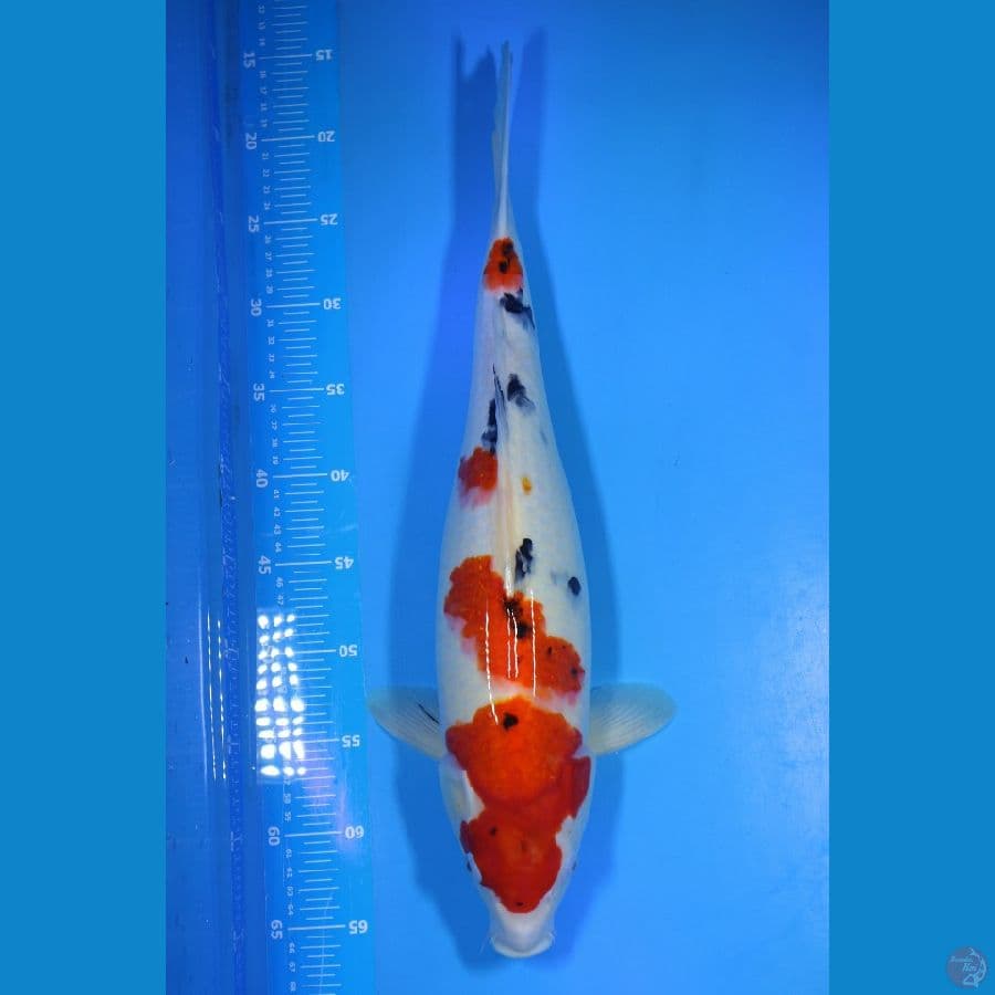 Sanke 50cm Female