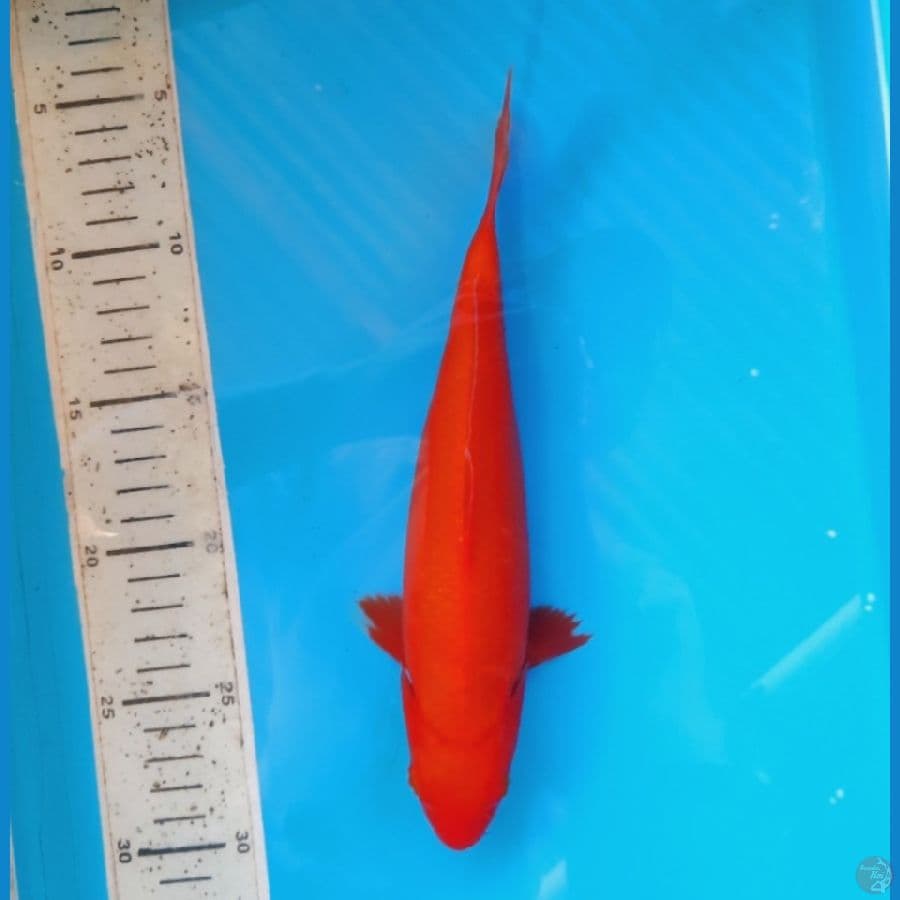 Benigoi 23cm
