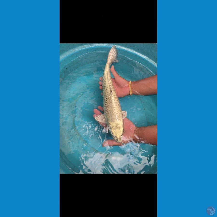 Penjinak 40cm Munuk Bulky Ring rapi