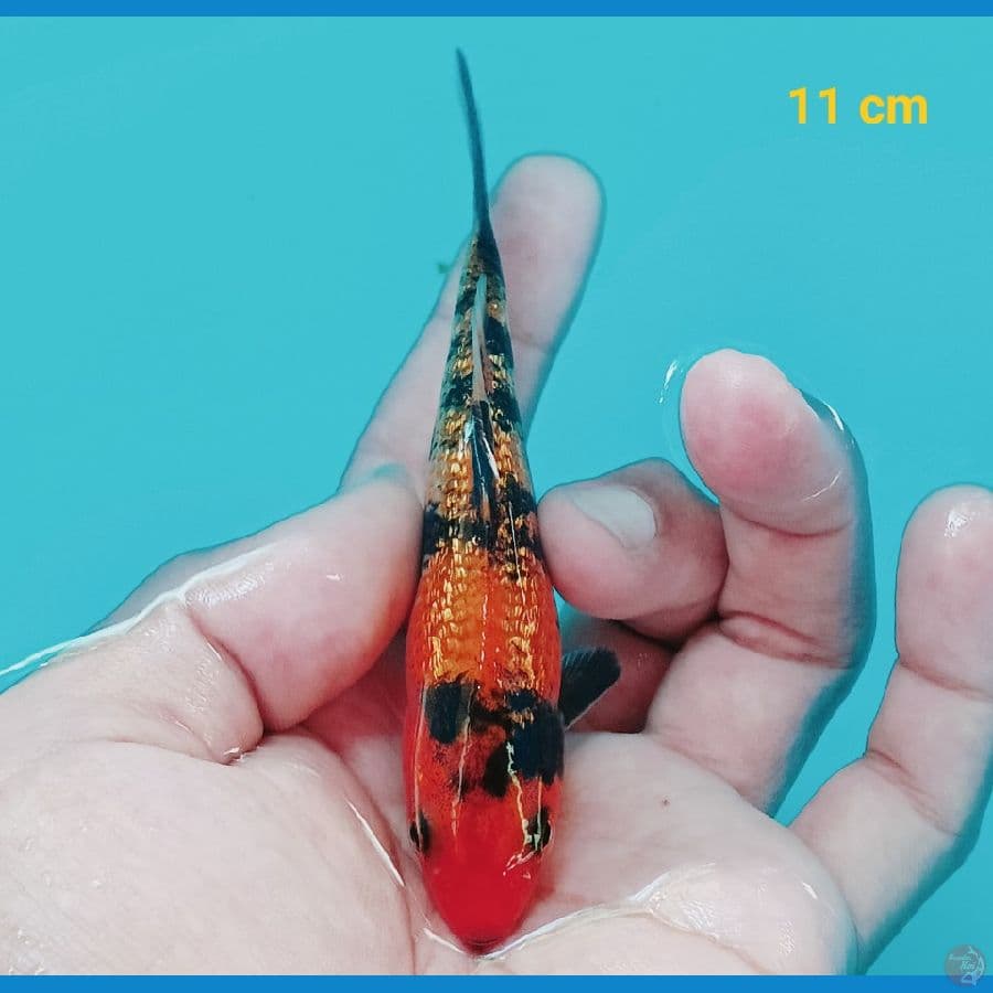 Utsuri ginrin 11 cm