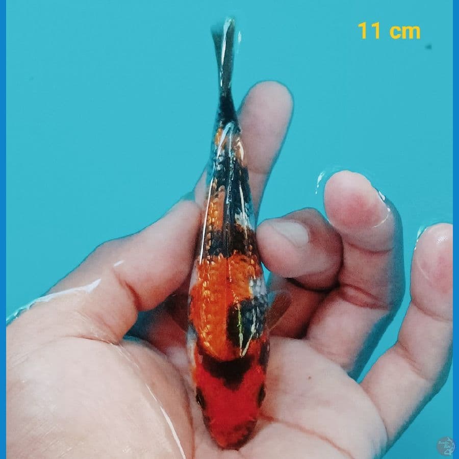 Minion Ginrin 11 cm