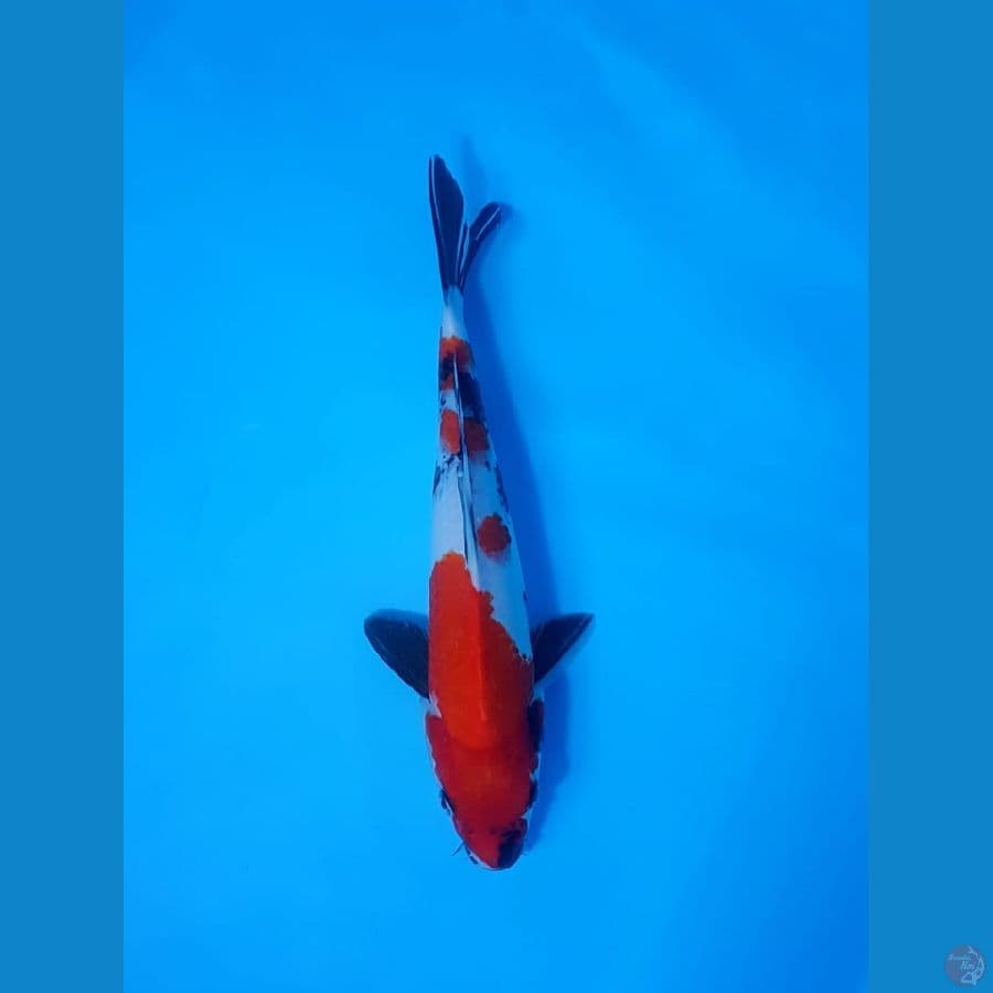 Showa 30cm female