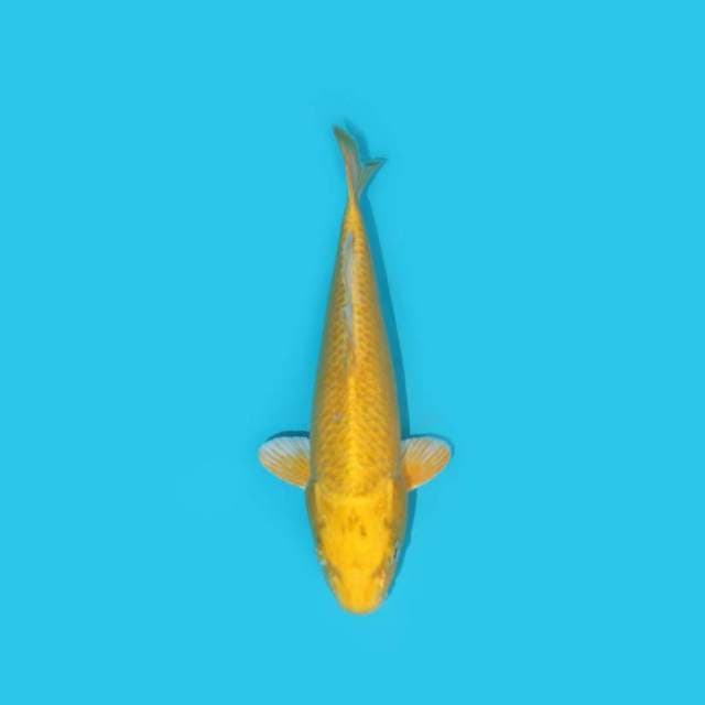 OGON 23 CM