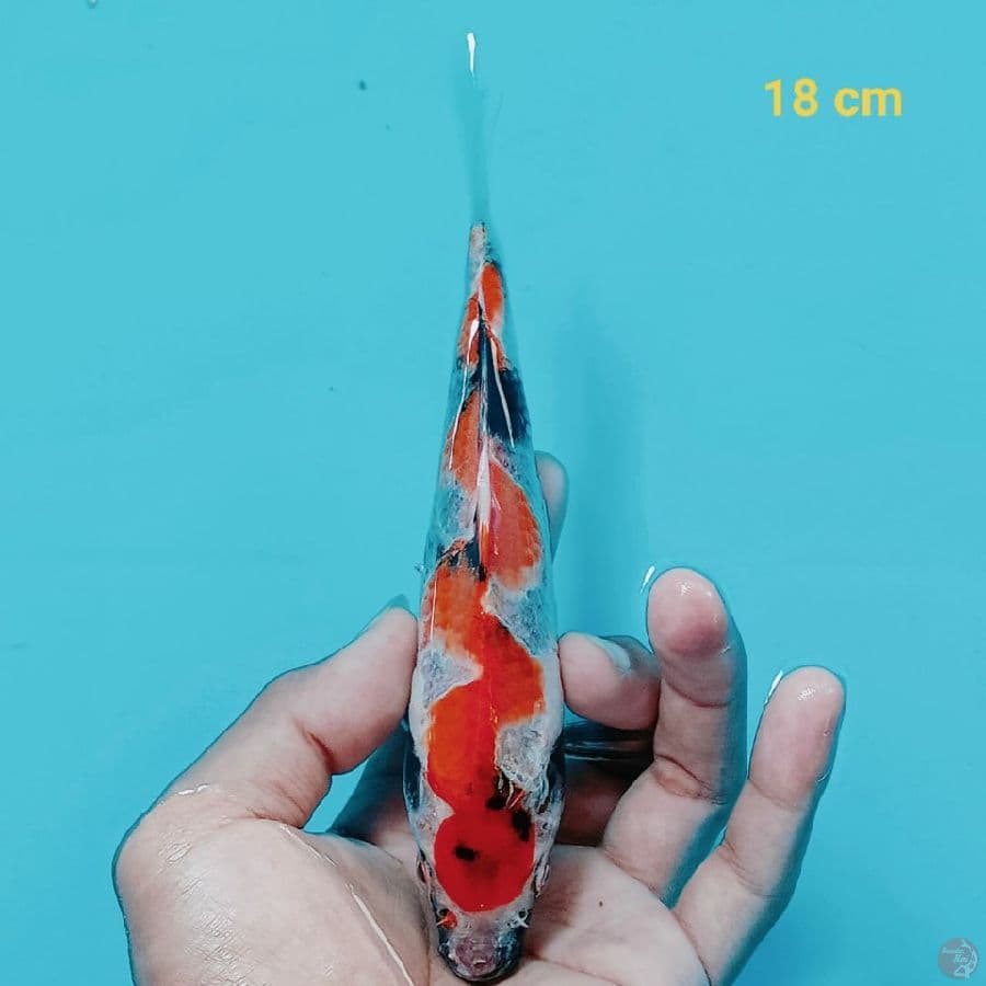 SQ showa 18 cm