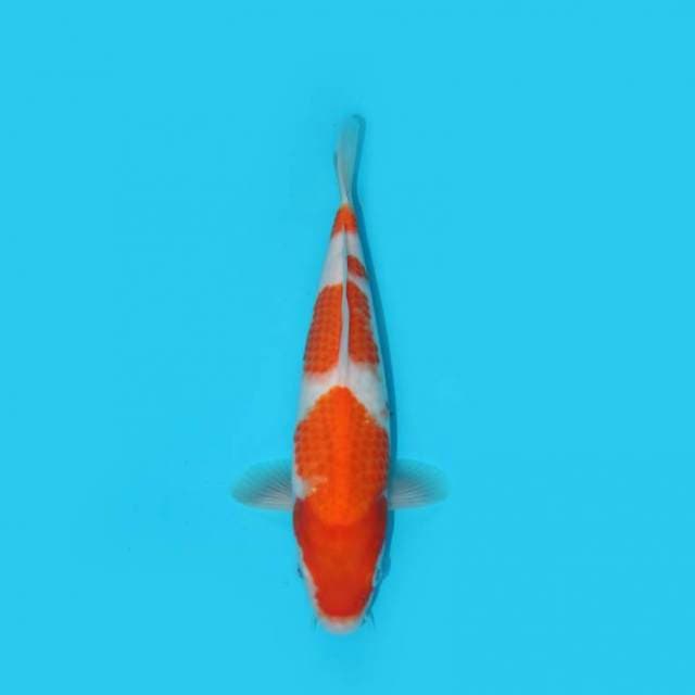 KOHAKU 26 CM