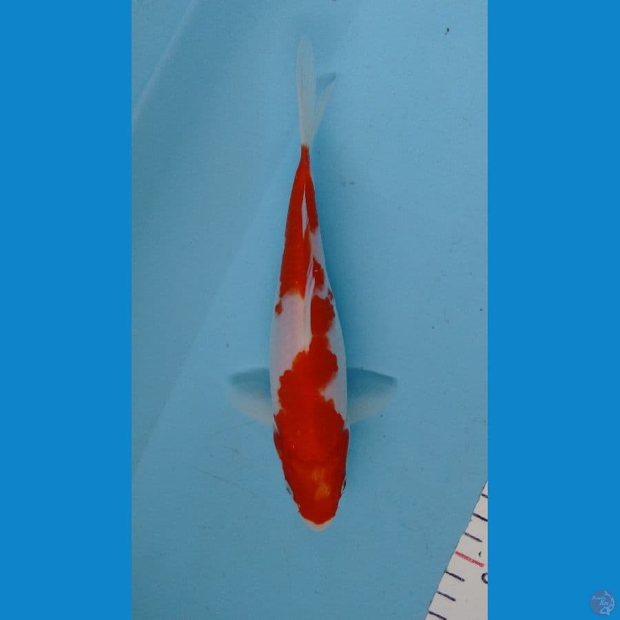 Kohaku original