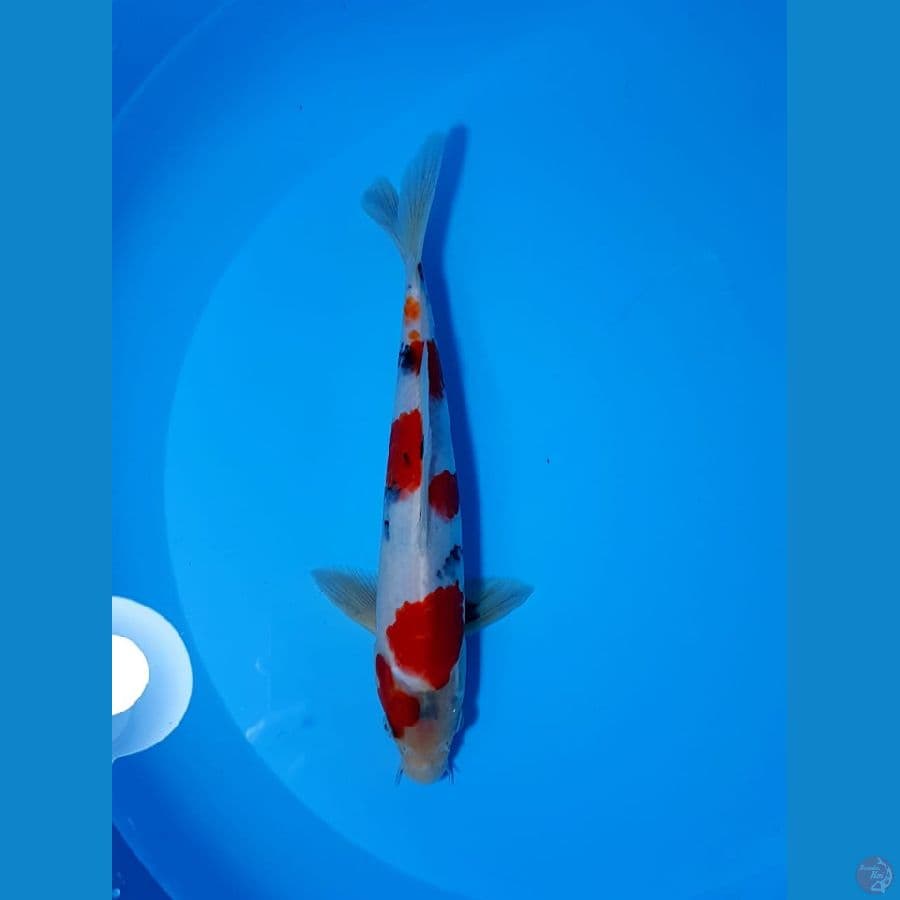 28cm male