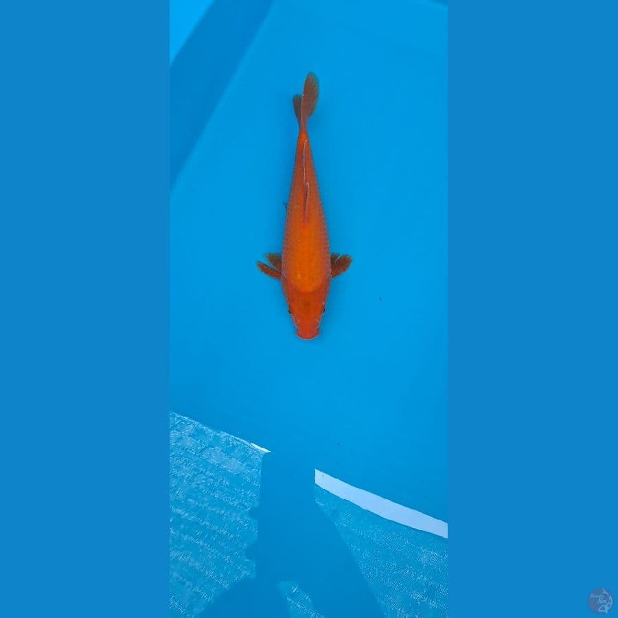 Red karasi