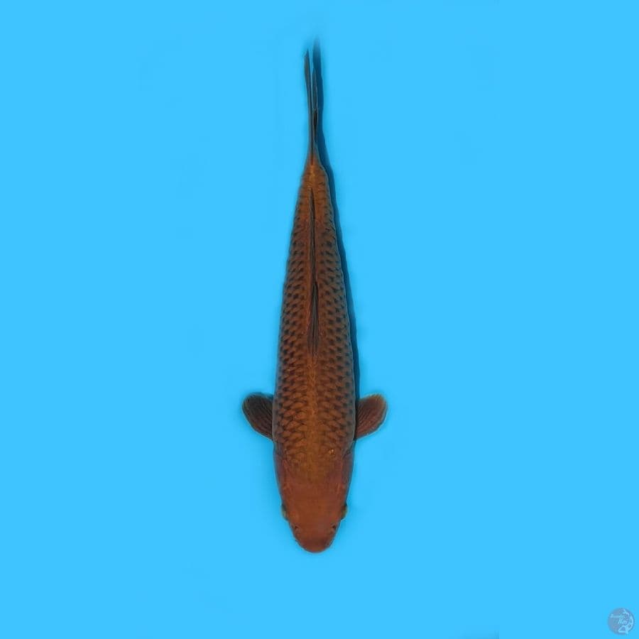 Chagoi Tembaga 36 cm female