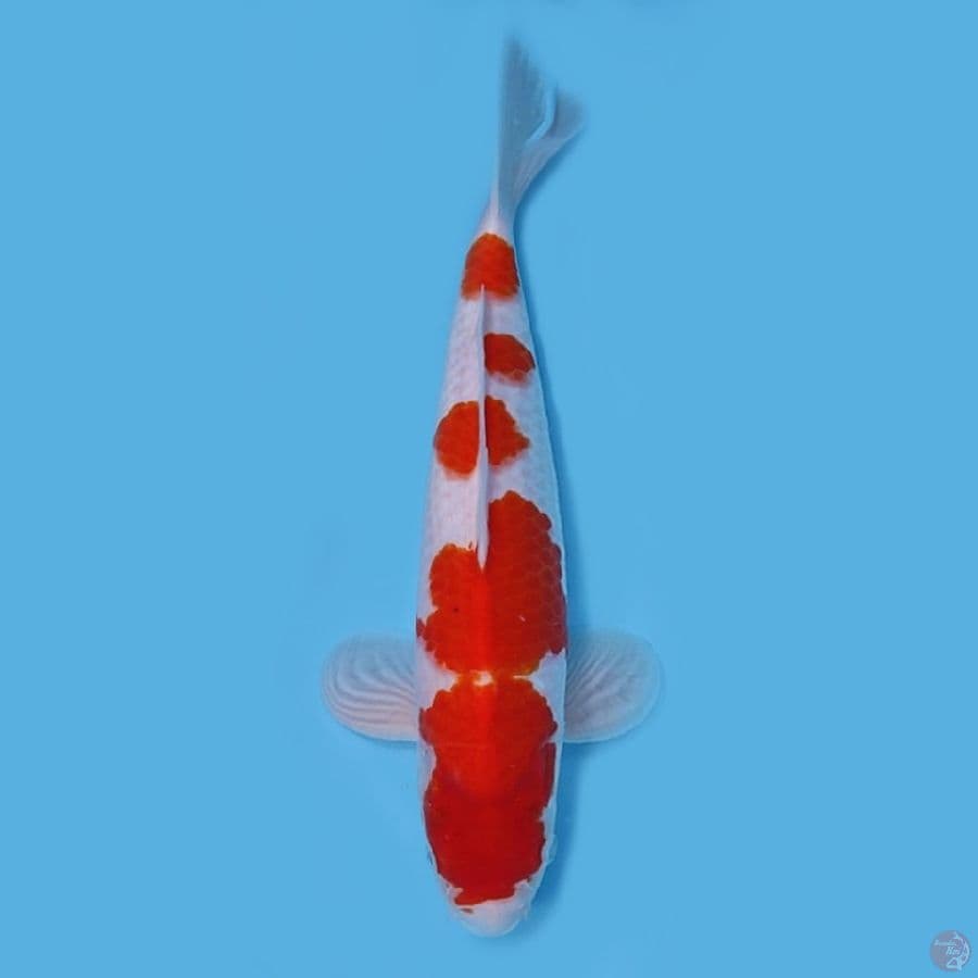 KOHAKU HQ 35CM - FEEMALE