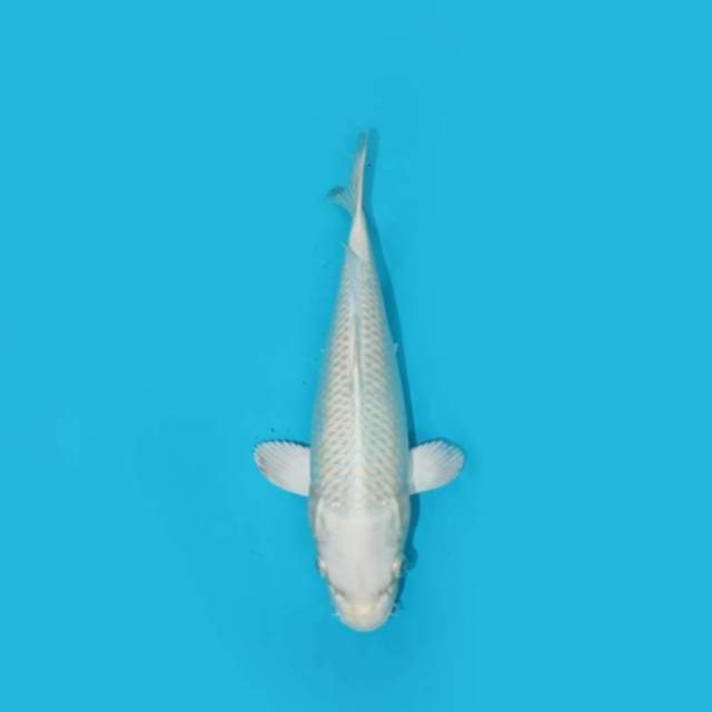 PLATINUM 24 CM