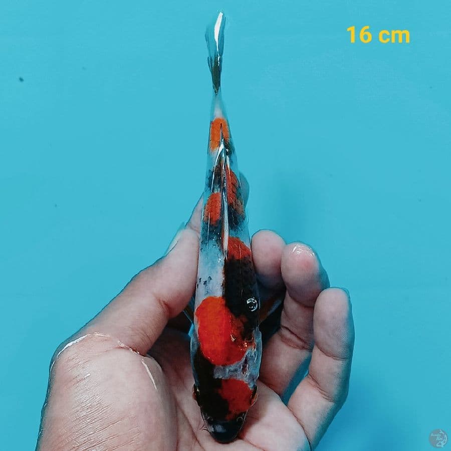 maruten 16 cm