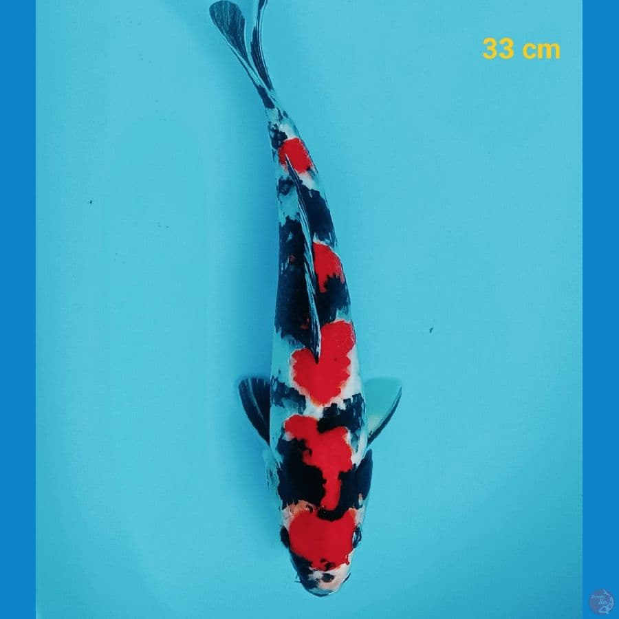 maruten 33 cm