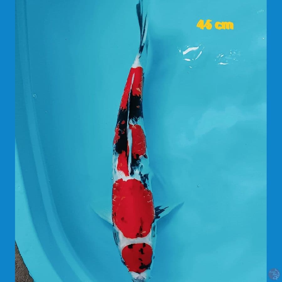 maruten 45 cm