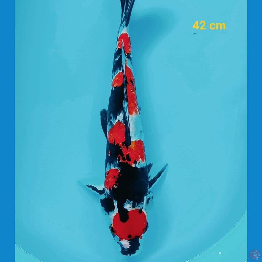 maruten 42 cm